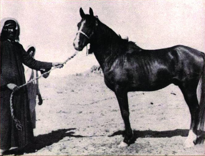 الخيول النجدية.. سلالة نقية بشهادة الأجانب