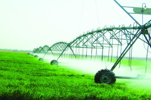 الذرة والزيتون والقرع والعنب ممنوعة من التصدير .. والتنفيذ في نوفمبر 