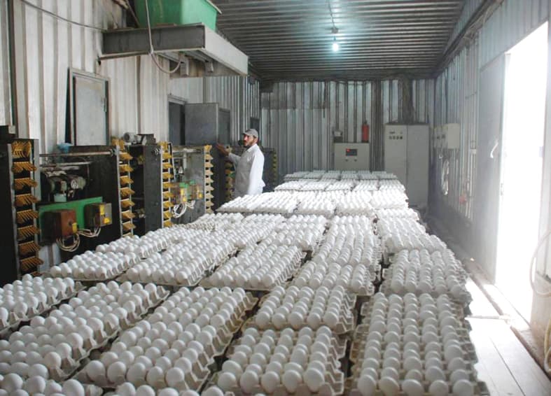 المزارع السعودية تنتج 14 مليون بيضة يوميا .. 28 % في مكة