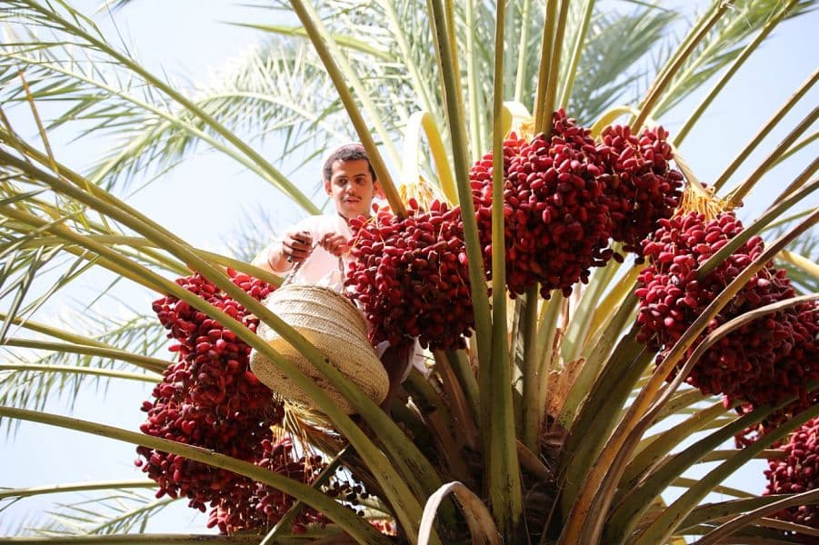 1.9 مليون نخلة صفري تزين أودية بيشة 