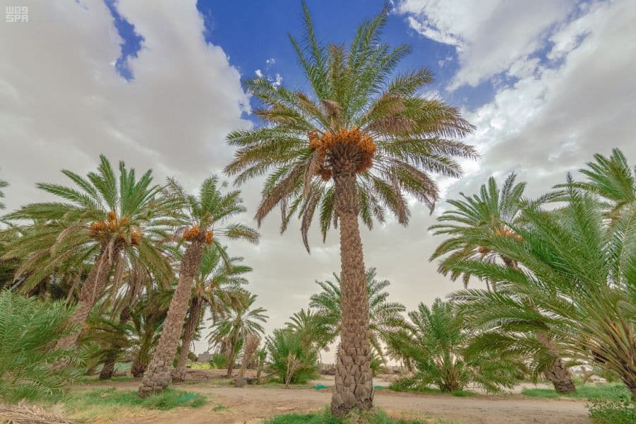 1.9 مليون نخلة صفري تزين أودية بيشة 