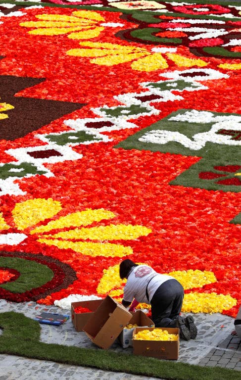 سجادة زهور زاهية تأسر الأنظار في وسط بروكسل رغم حرارة الصيف