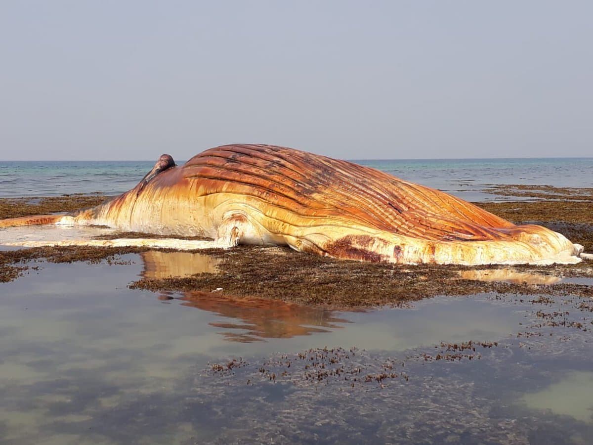  نفوق حوت أحدب على شاطئ القحمة غرب عسير