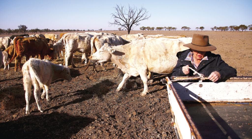 لا أخضر ولا يابس .. أبقار أستراليا تتغذى على المكملات الغذائية