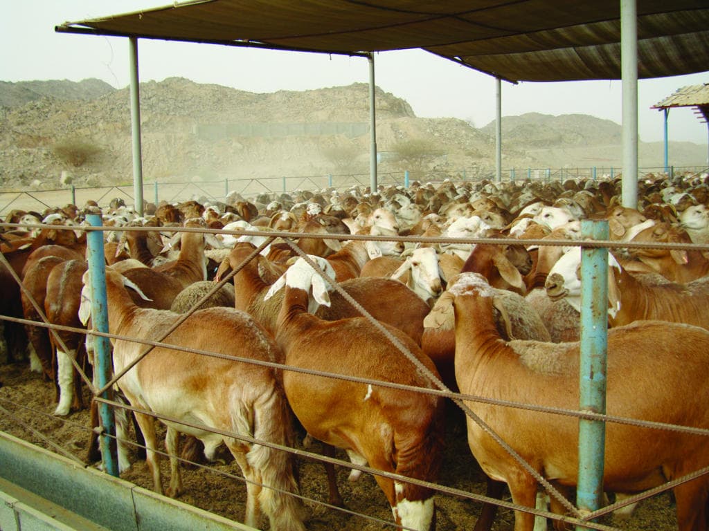 «الزراعة» لـ "الاقتصادية": 1223 مشروعا قائما لأنشطة الإنتاج الحيواني