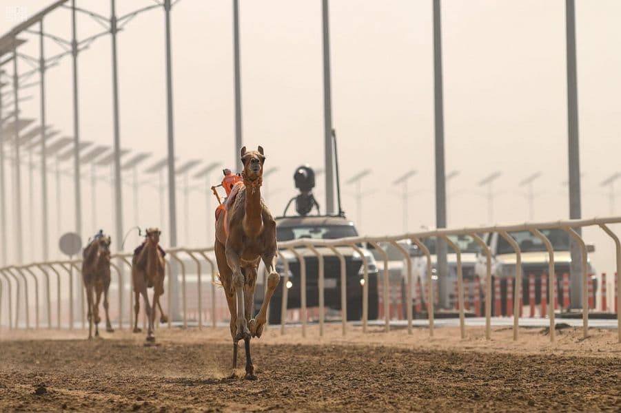 منافسات قوية يشهدها مهرجان ولي العهد للهجن للظفر بالسيف والمليون ريال