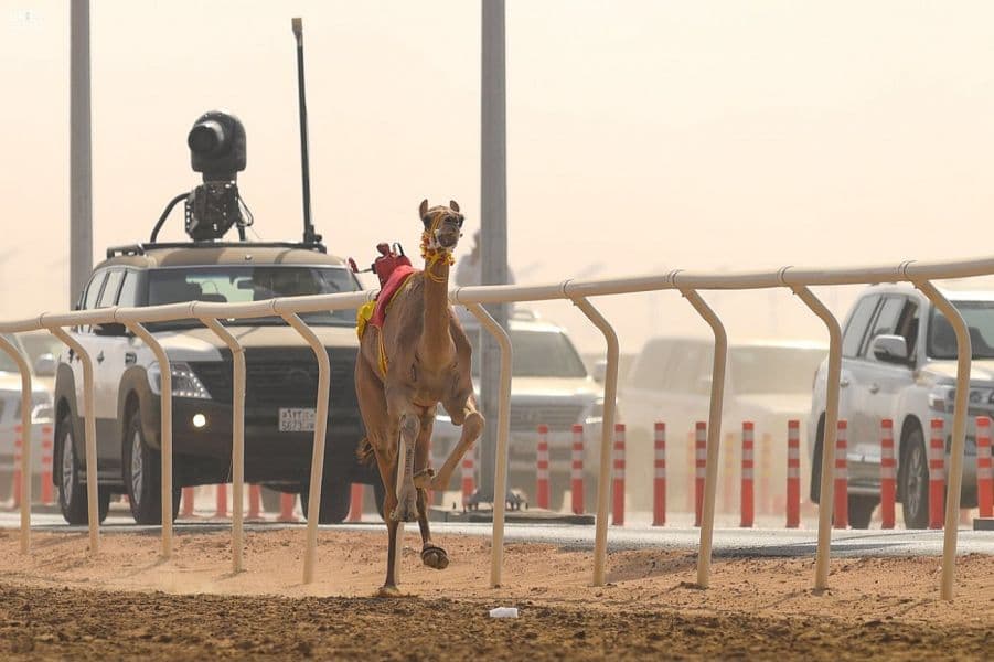 منافسات قوية يشهدها مهرجان ولي العهد للهجن للظفر بالسيف والمليون ريال