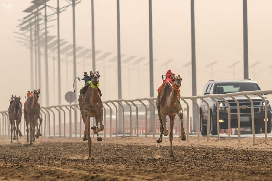 منافسات قوية يشهدها مهرجان ولي العهد للهجن للظفر بالسيف والمليون ريال