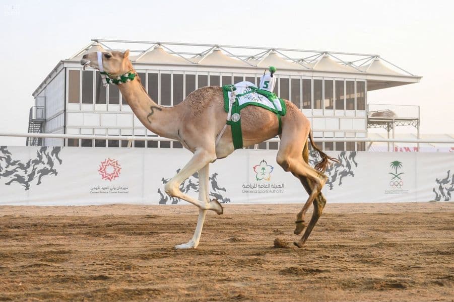 منافسات قوية يشهدها مهرجان ولي العهد للهجن للظفر بالسيف والمليون ريال
