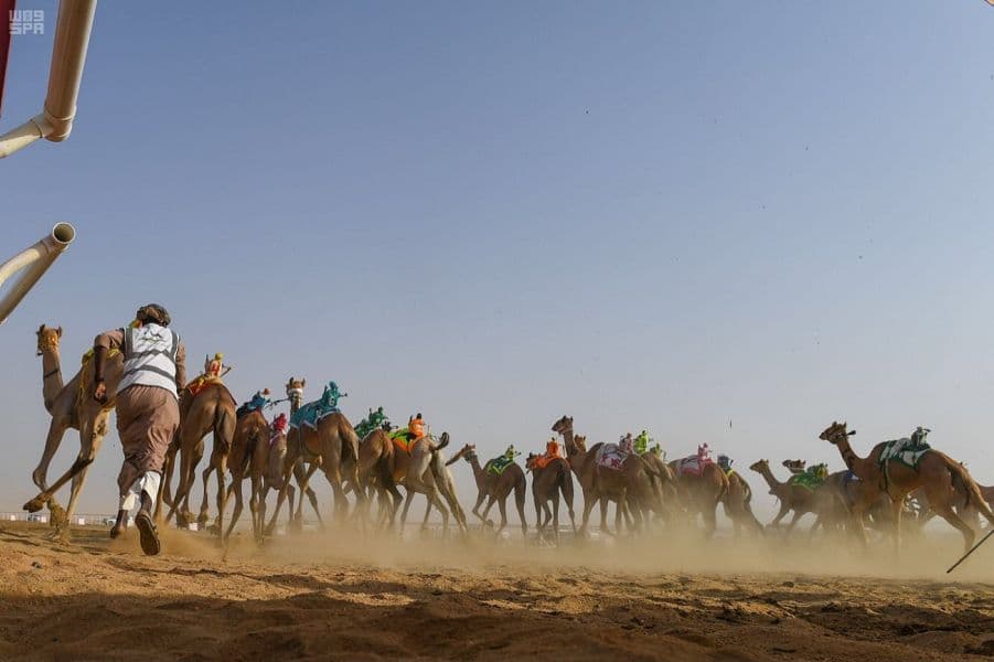 منافسات قوية يشهدها مهرجان ولي العهد للهجن للظفر بالسيف والمليون ريال