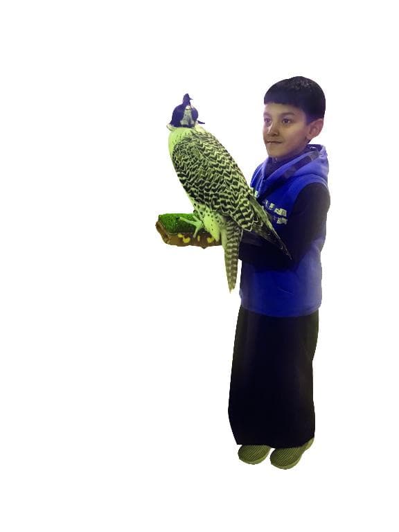 معرض الصقور والصيد .. فطنة العرب في هواية