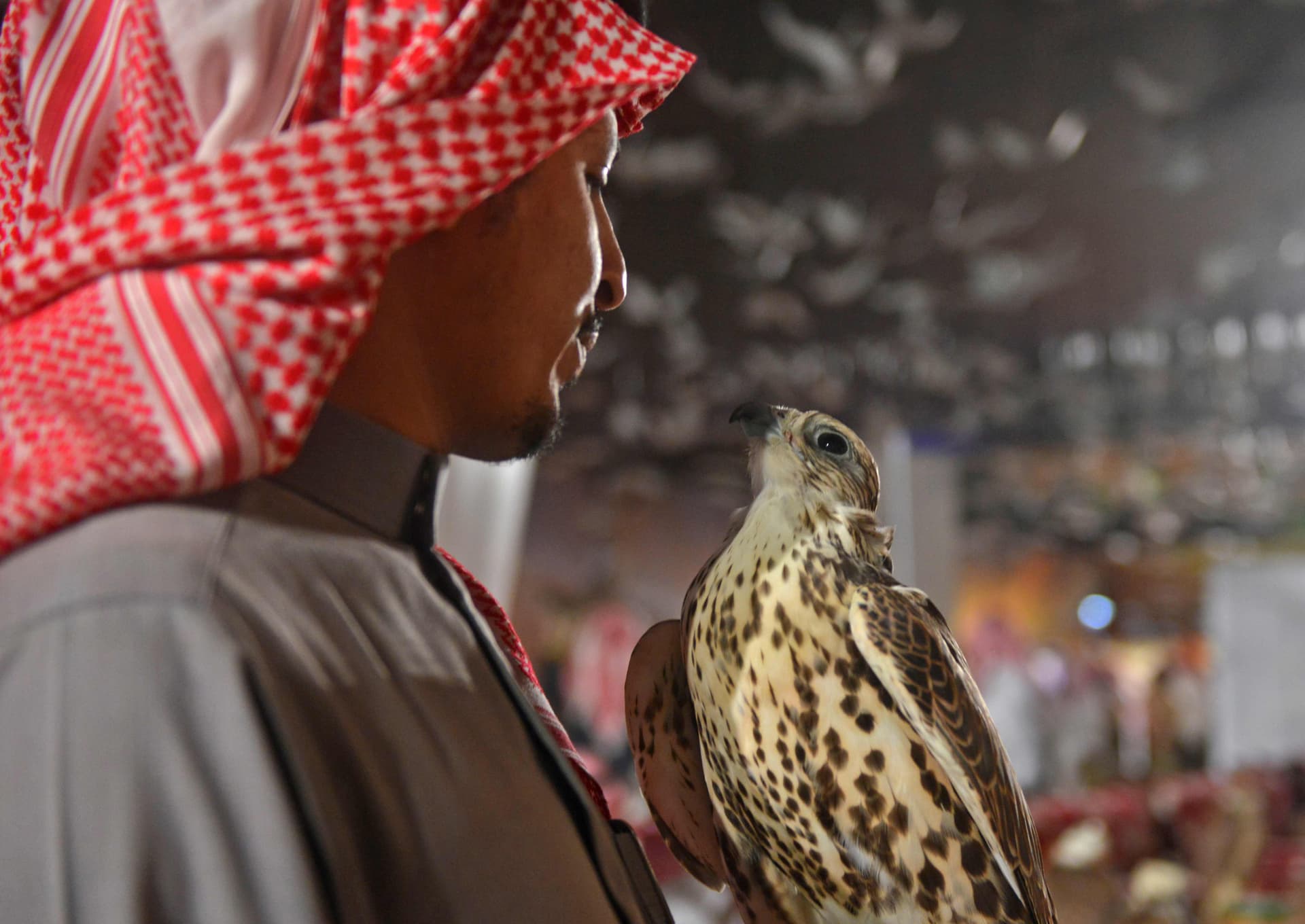 معرض الصقور والصيد السعودي : 10 آلاف صقر في سماء المملكة.. 50 في المئة منها  بالمنطقه الشرقية