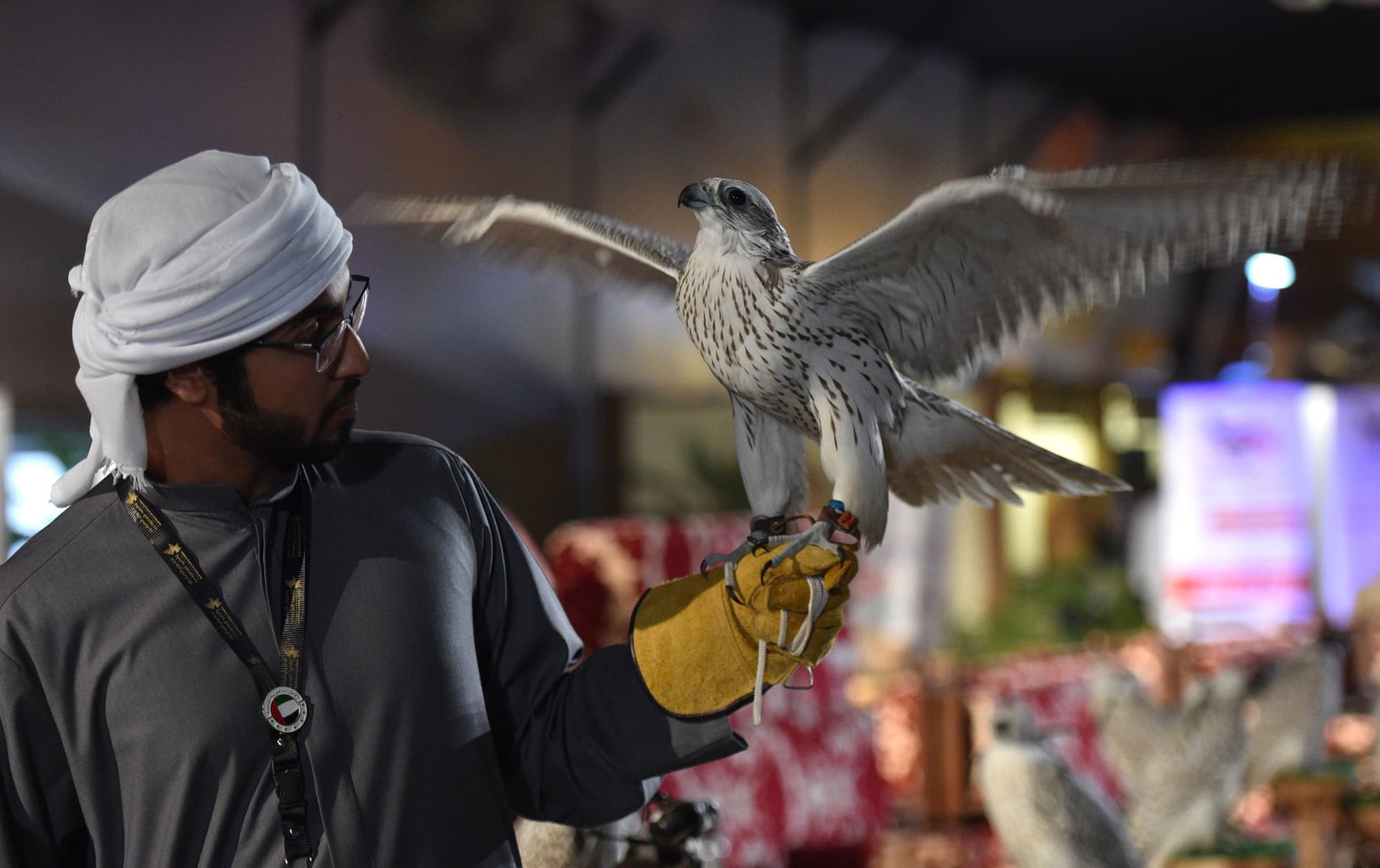 معرض الصقور والصيد السعودي : 10 آلاف صقر في سماء المملكة.. 50 في المئة منها  بالمنطقه الشرقية