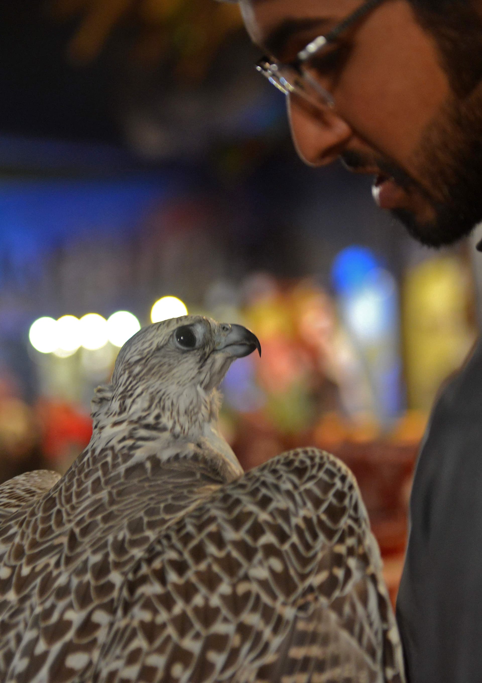 معرض الصقور والصيد السعودي : 10 آلاف صقر في سماء المملكة.. 50 في المئة منها  بالمنطقه الشرقية