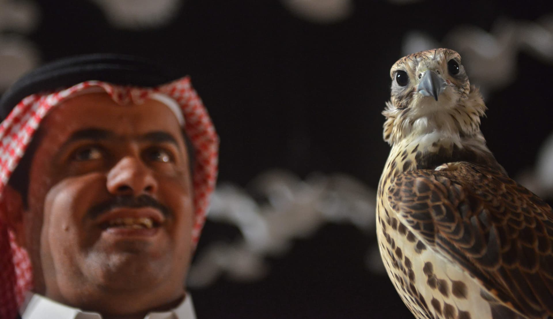 معرض الصقور والصيد السعودي : 10 آلاف صقر في سماء المملكة.. 50 في المئة منها  بالمنطقه الشرقية