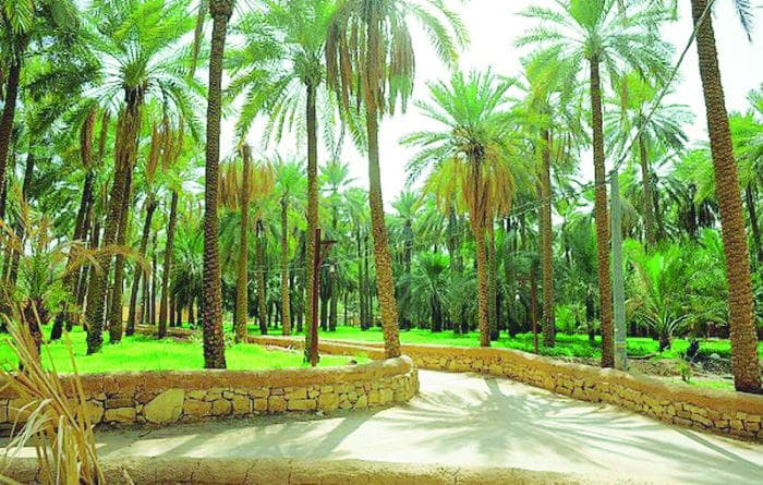 برنامج «أرياف» .. يرخص لـ 6 مزارع «سياحية» في المدينة المنورة