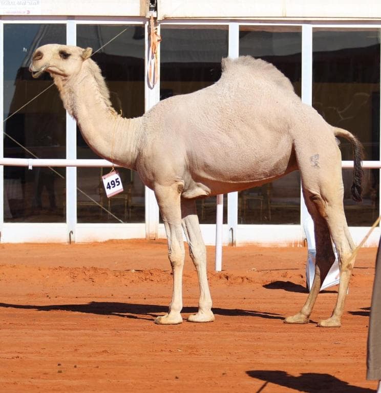 «مرعبة» تكسب تحدي «دق الشقح»