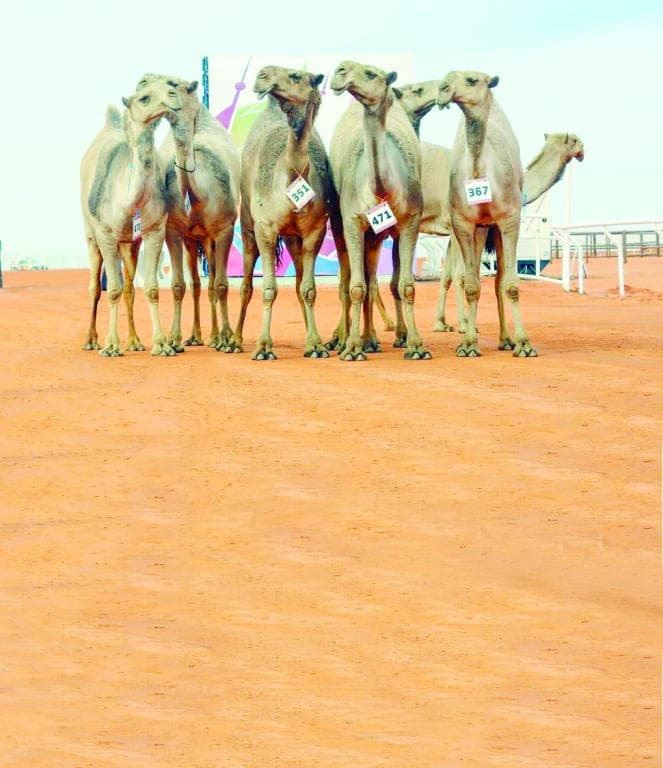 الحاكمة .. فردية «الذهب»