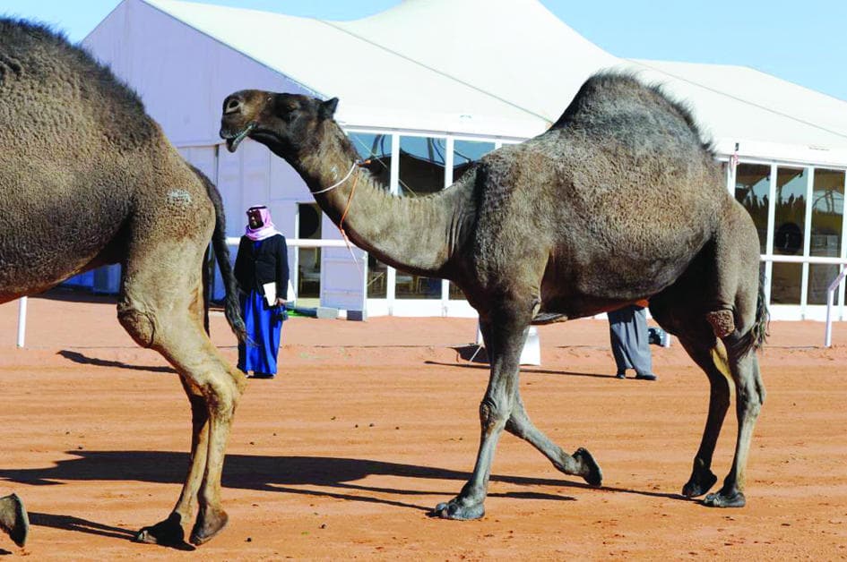 «لطامة» .. الأول