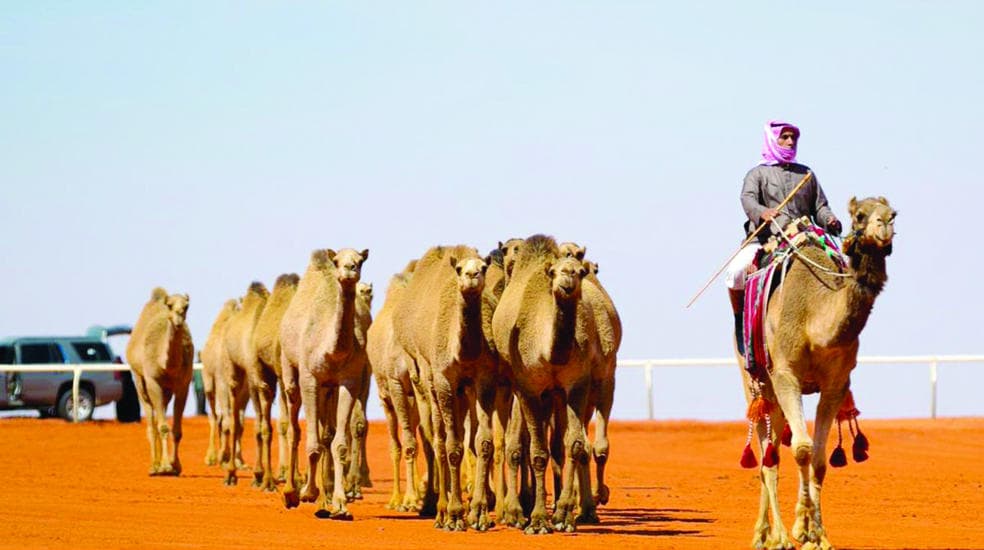 «الذاير» .. الأجمل
