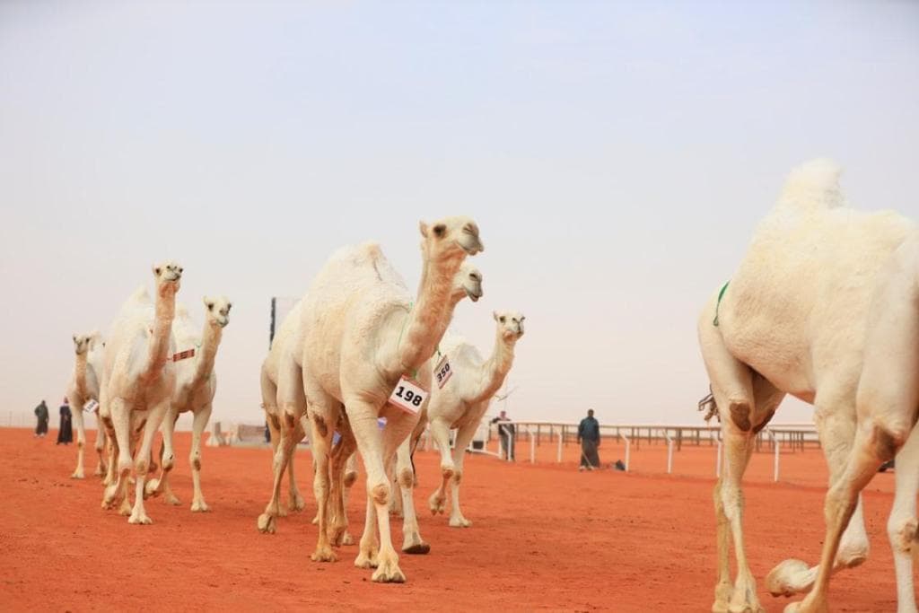 رعادة .. الأجمل في الوضح