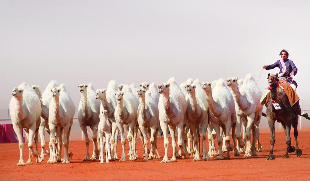 إنتاج ابن دلمخ .. الأجمل