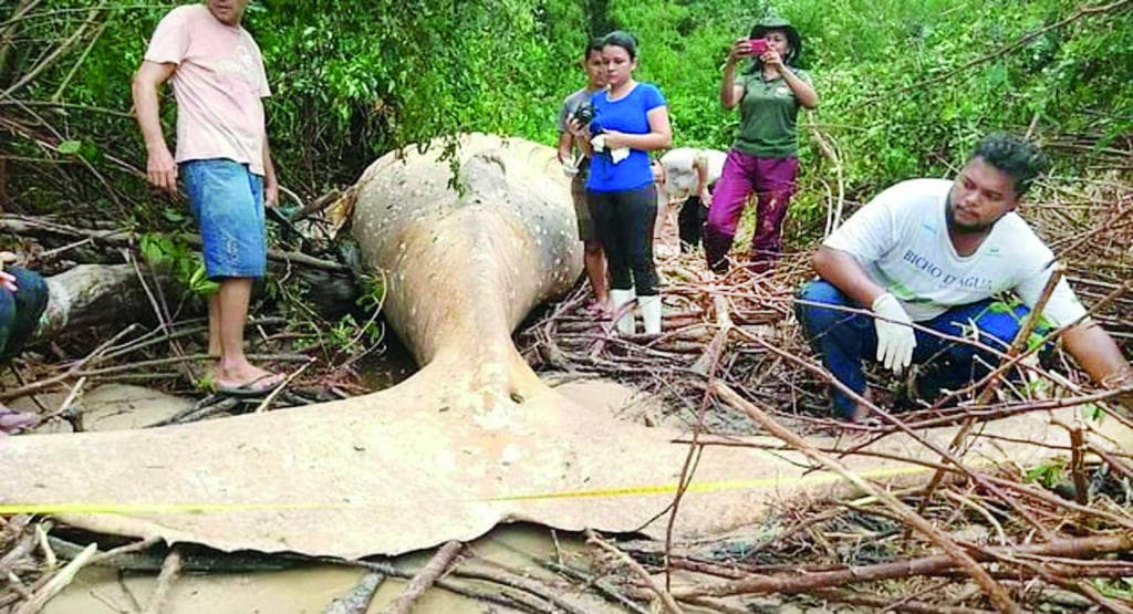 حوت في غابة الأمازون طوله 11 مترا