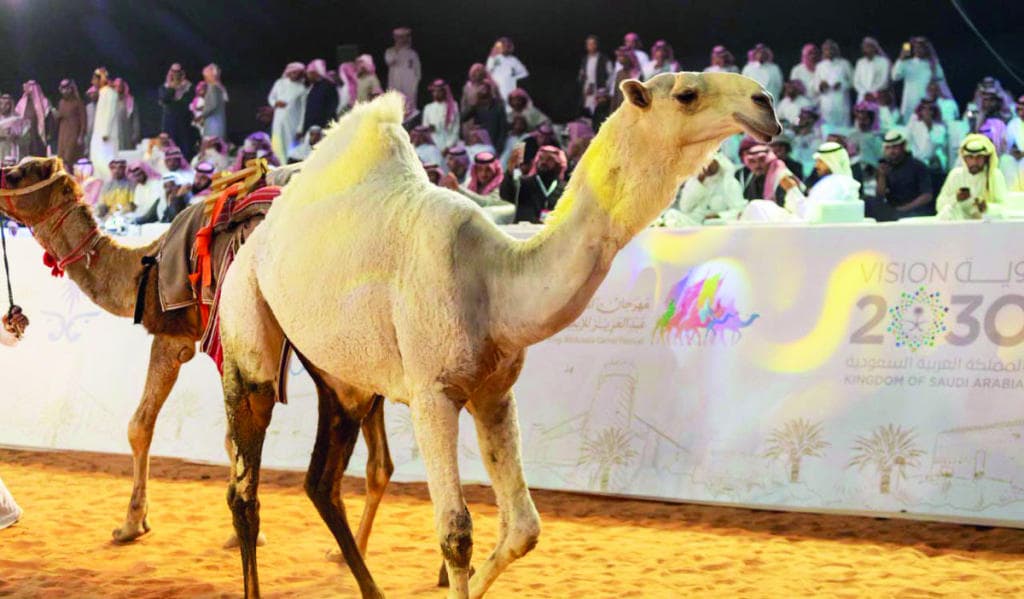 مزاد الإبل .. على طريقة الخيول العالمية