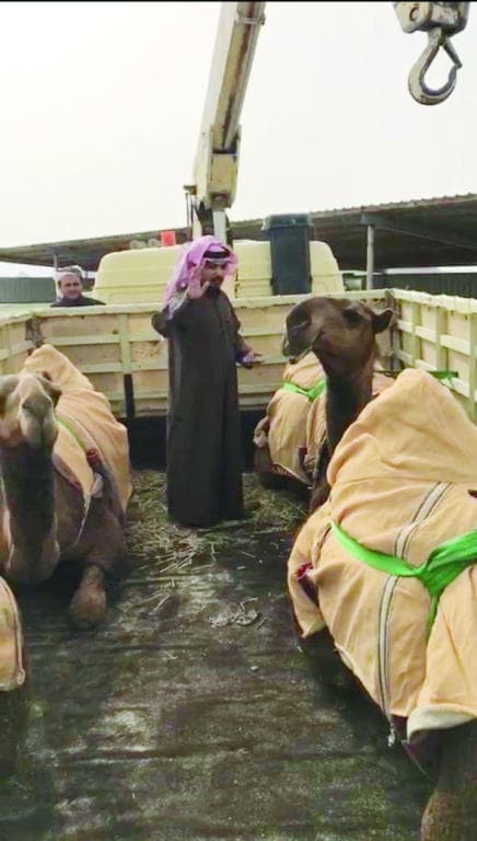 وكيل الدبوس: سنتحدى «لطامات» بـ 80 فردية