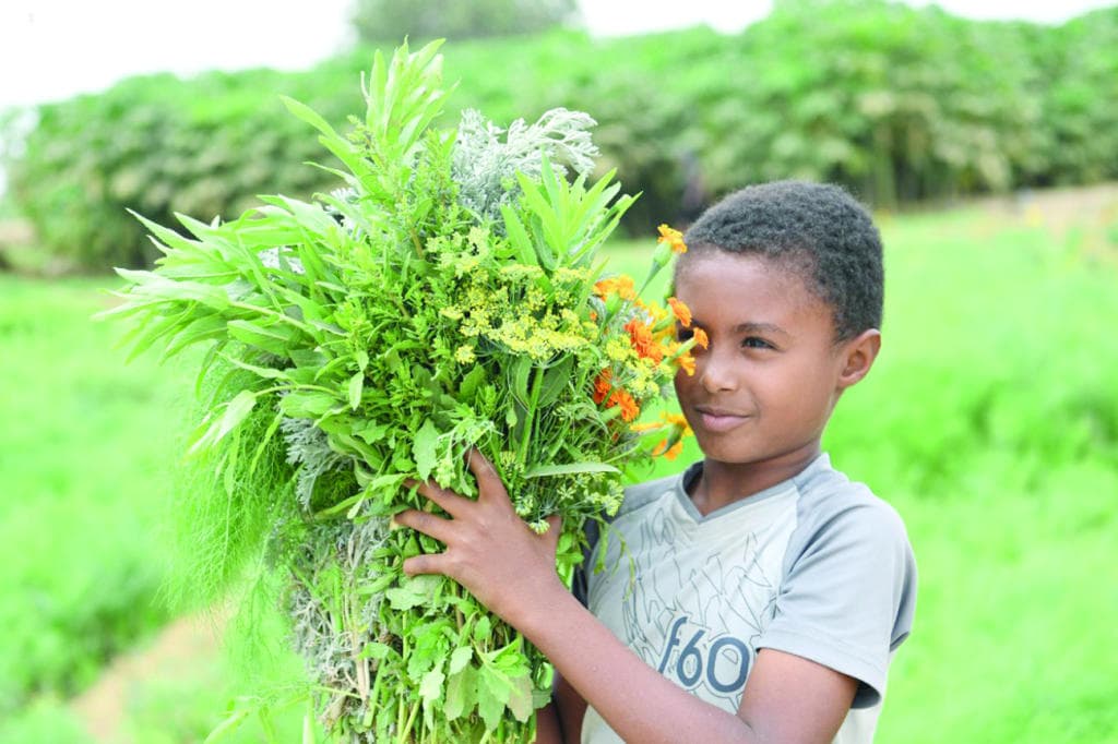 مركز الشقيري .. سلة الفواكه والنباتات العطرية في جازان