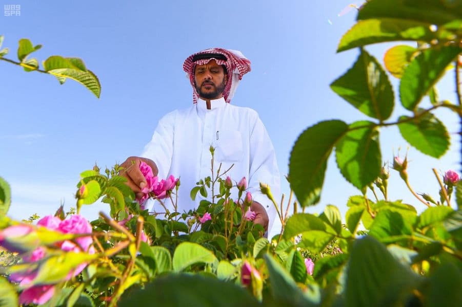 "الطائف" تجني وردها الذي تتعطّر به النسائم