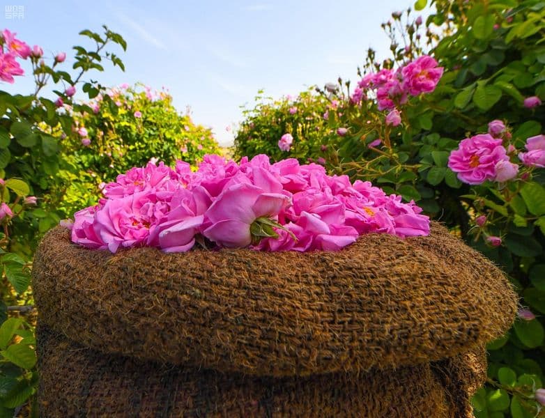 "الطائف" تجني وردها الذي تتعطّر به النسائم