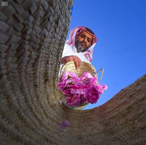 "الطائف" تجني وردها الذي تتعطّر به النسائم