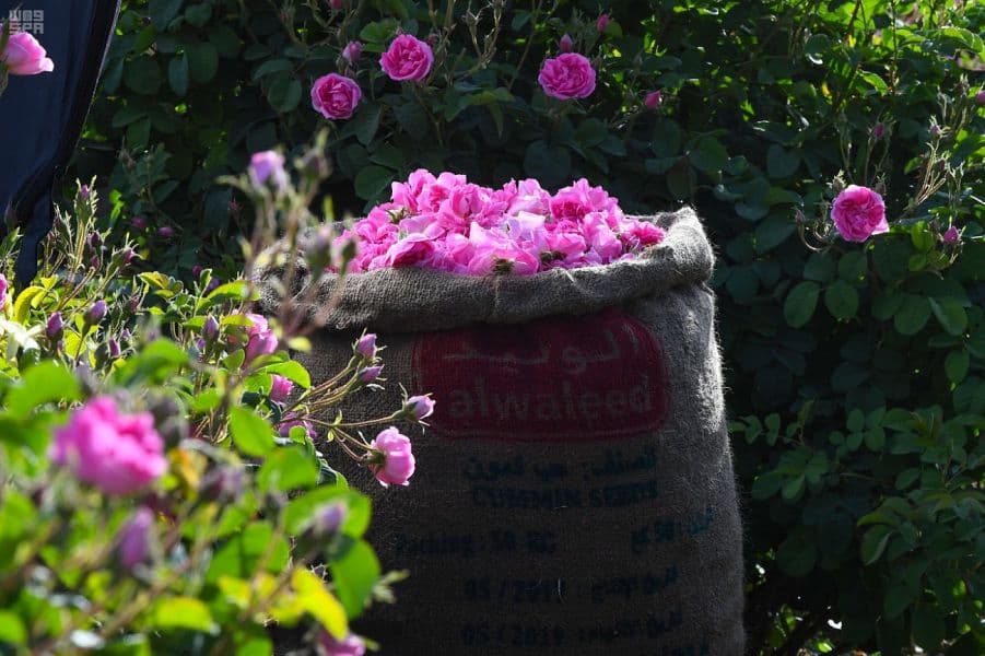 "الطائف" تجني وردها الذي تتعطّر به النسائم