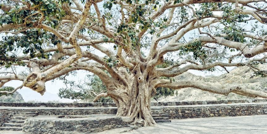 أشجار عسير المعمرة .. راحة وغذاء وعلاقات اجتماعية وثقافية