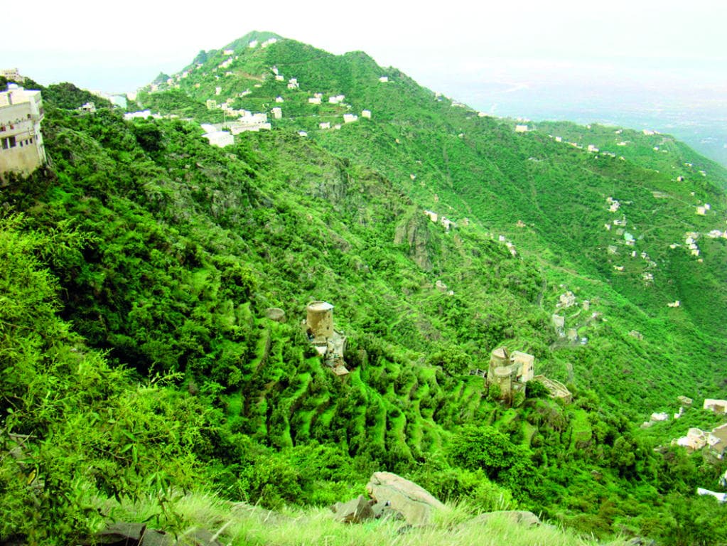 جازان موطن الأسود في الجزيرة العربية