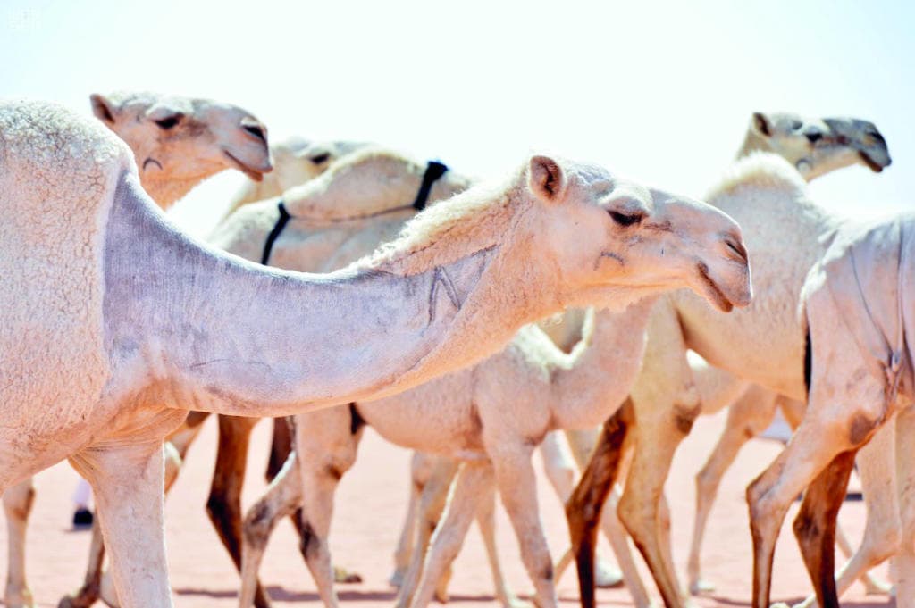 «وسم الإبل» تقليد عربي يثبت الملكية .. بديلها الحديث الشريحة الإلكترونية