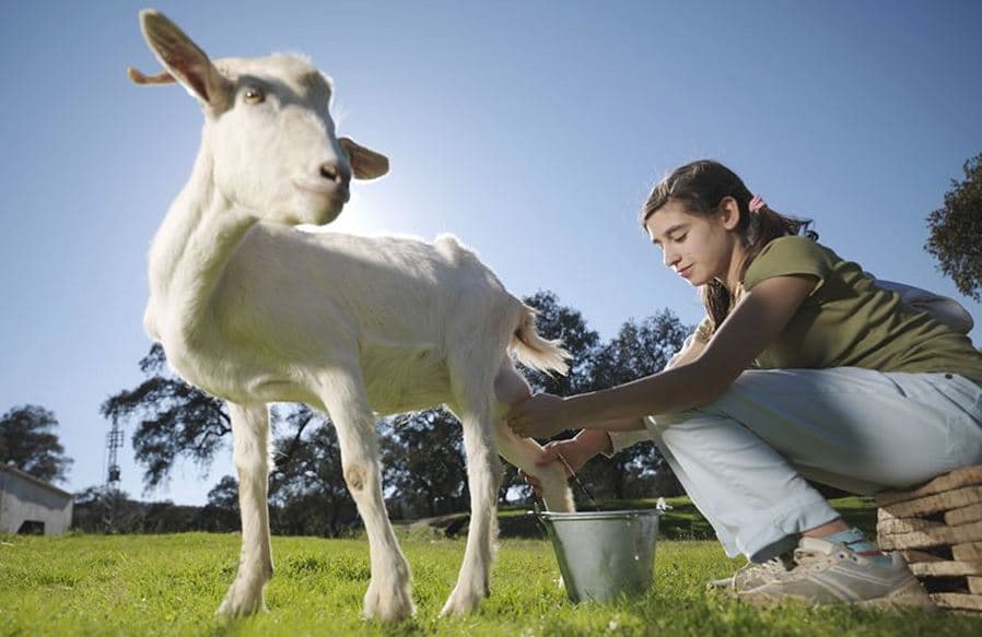 خبراء تغذية : حليب الماعز يعالج انتفاخ المعدة