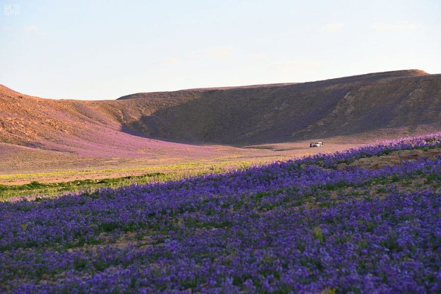 ربيع الجوف يكسو الأرض بألوان الطبيعة