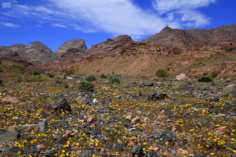جبال اللوز تودع الشتاء إيذانا بدخول فصل الربيع