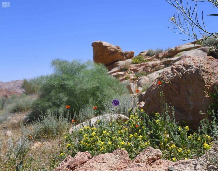 جبال اللوز تودع الشتاء إيذانا بدخول فصل الربيع