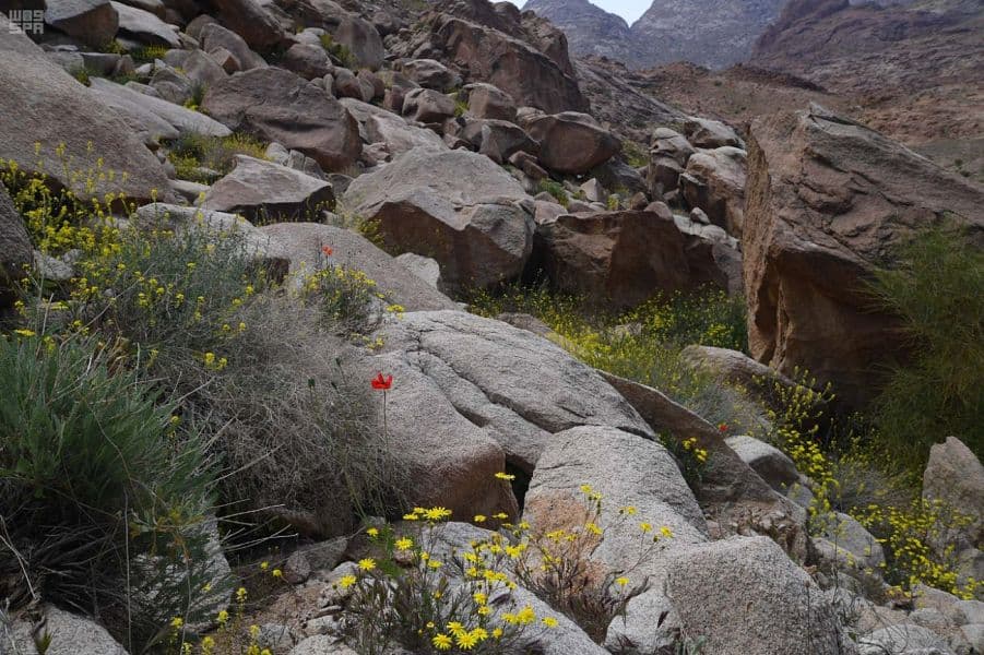 جبال اللوز تودع الشتاء إيذانا بدخول فصل الربيع