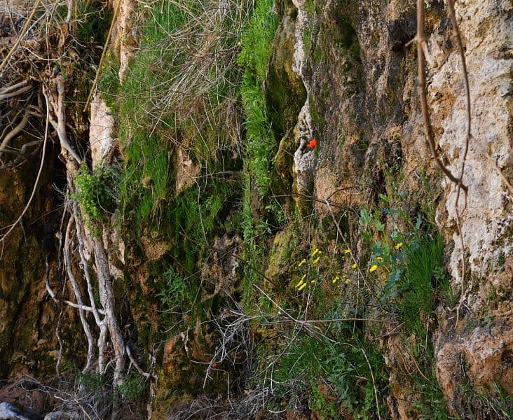 جبال اللوز تودع الشتاء إيذانا بدخول فصل الربيع