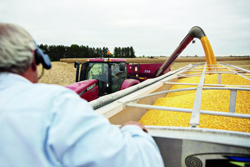 ربط مشتريات الصين من «الصويا» بإنفلونزا الخنازير