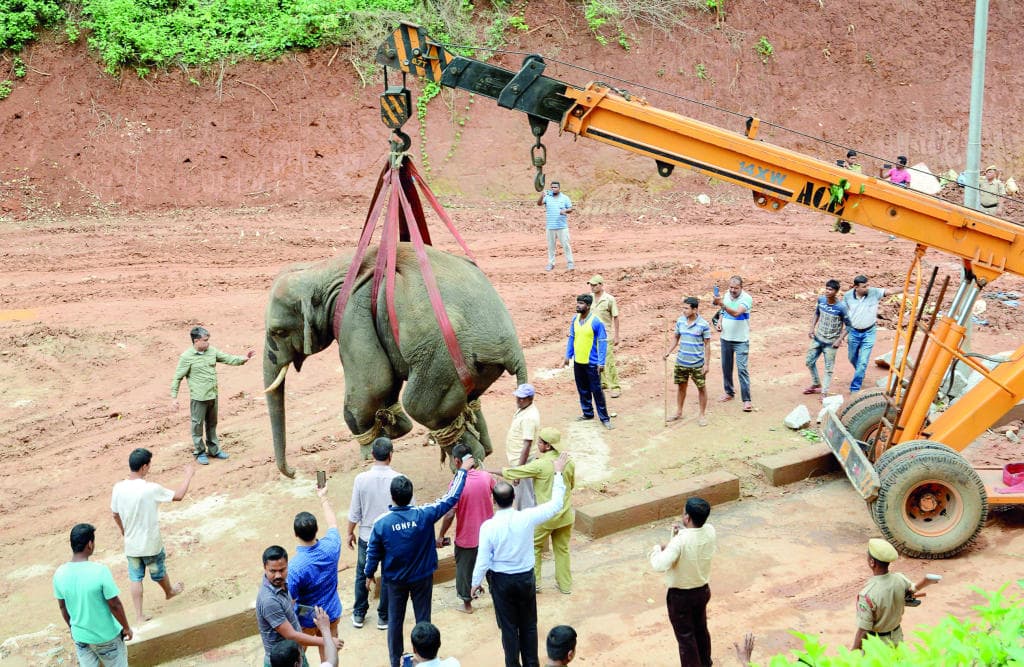 فيل على الطريق