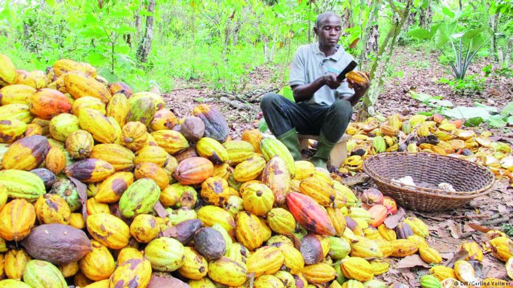  قلق في بلاد «نستله» .. كبار منتجي الكاكاو يشترطون سعر 2600 دولار للطن 