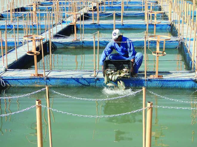 «البيئة»: 11 شركة تتقدم للاستثمار في مشاريع الاستزراع السمكي بينها «أجنبية»