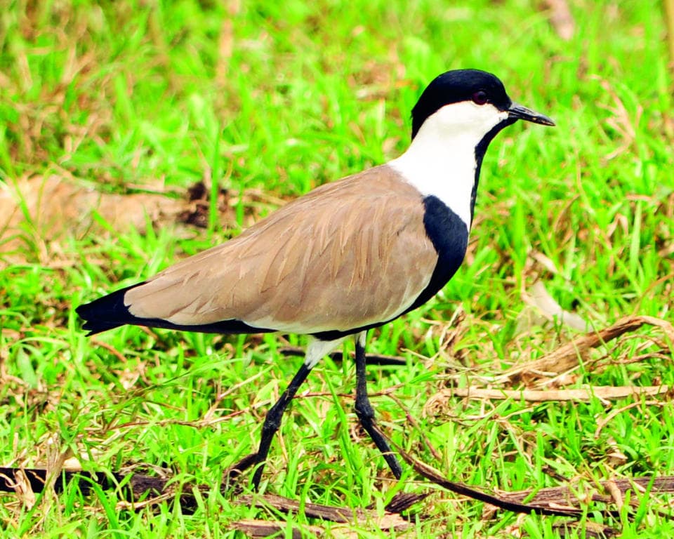 التمساح وعصفور القطقاط .. مصلحة مشتركة