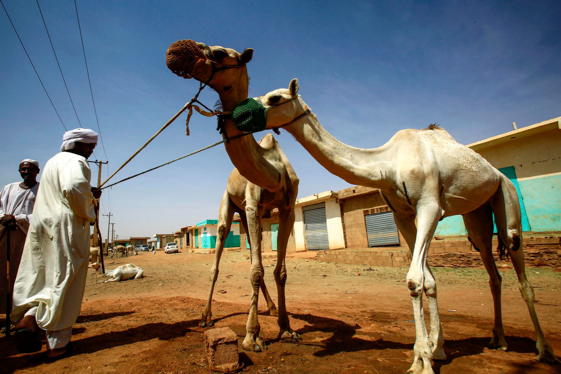 قصة مصورة : تجارة الإبل في السودان