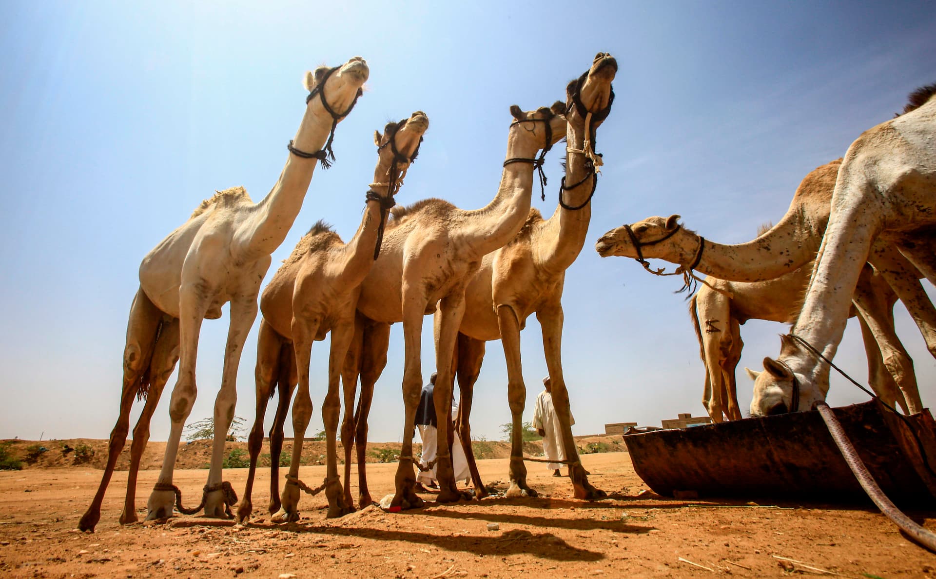 قصة مصورة : تجارة الإبل في السودان